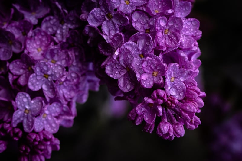 Spring Freshness